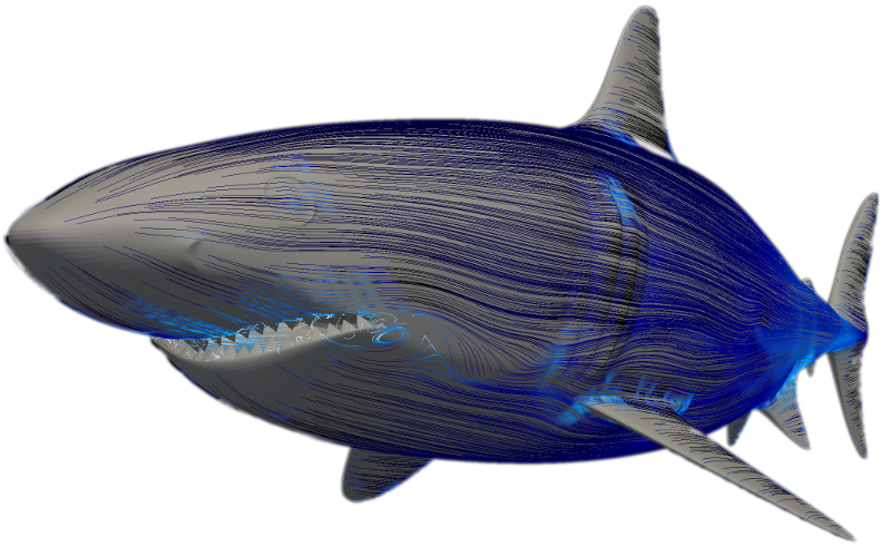 Shark (CFD simulation with OpenFOAM)